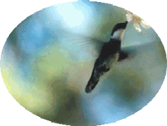 colibri